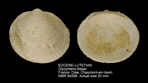 EOCENE-LUTETIAN Glycymeris dispar.jpg - EOCENE-LUTETIANGlycymeris dispar(Defrance,1826)